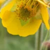 GEUM 'Bremner's Nectarine' -Garden Grace Store geum bremner s nectarine 5070038