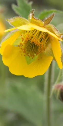 GEUM 'Bremner's Nectarine'