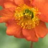 GEUM 'Dolly North' -Garden Grace Store geum dolly north 4252167