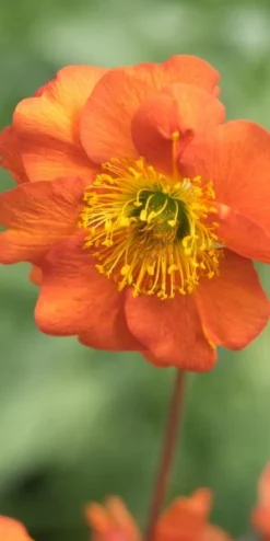 GEUM 'Dolly North'