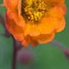 GEUM 'Hannay's -Garden Grace Store geum hannay s 4272241