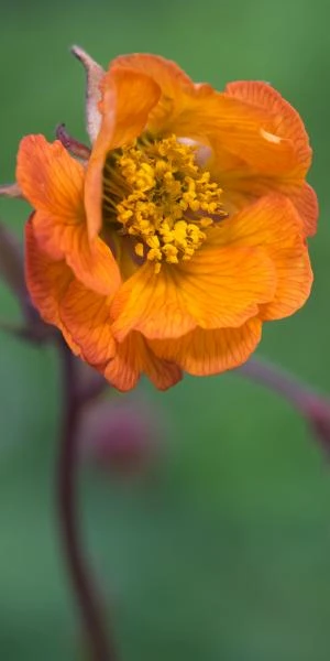 GEUM 'Hannay's 3 GEUM 'Hannay's