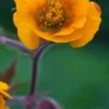 GEUM 'Karlskaer' -Garden Grace Store geum karlskaer 4272275