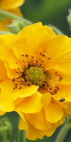 GEUM 'Lady Stratheden'