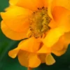 GEUM 'Mandarin' -Garden Grace Store geum mandarin 4150086
