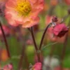 GEUM 'Mango Lassi' -Garden Grace Store geum mango lassi 4211815