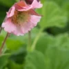 GEUM 'Pink Frills' -Garden Grace Store geum pink frills 5010242