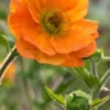 GEUM 'Prinses Juliana'