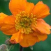 GEUM 'Rearsby Hybrid' 1 GEUM 'Rearsby Hybrid' -Garden Grace Store geum rearsby hybrid 5010197