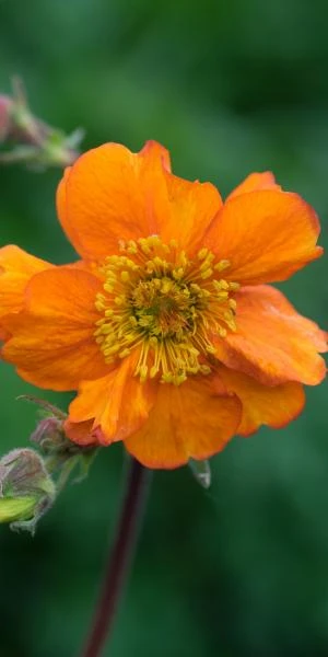 GEUM 'Rearsby Hybrid' 3 GEUM 'Rearsby Hybrid'