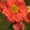 GEUM Scarlet Tempest PBR 2 GEUM Scarlet Tempest PBR -Garden Grace Store geum scarlet tempest 4232050