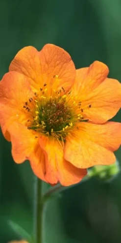 Garden Grace Store -Garden Grace Store geum totally tangerine 7300057