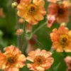 GEUM 'Totally Tangerine' PBR 1 GEUM 'Totally Tangerine' PBR -Garden Grace Store geum totally tangerine pbr 6031107