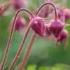 GEUM Triflorum -Garden Grace Store geum trifolium 4071074