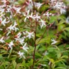 GILLENIA Trifoliata -Garden Grace Store gillenia trifoliata 6101137