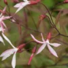 GILLENIA Trifoliata 'Pink Profusion' -Garden Grace Store gillenia trifoliatus pink profusion 6160047