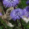 GLOBULARIA Cordifolia -Garden Grace Store globularia cordifolia 4211898