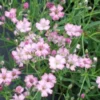 GYPSOPHILA 'Rosenschleier' -Garden Grace Store gypsophila repens rosenschleier