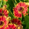 HELENIUM Autumnale 'Bandera' -Garden Grace Store helenium autumnale bandera