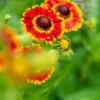 HELENIUM Autumnale 'Fuego' (Mariachi Series) PBR -Garden Grace Store helenium autumnale fuego 7250760