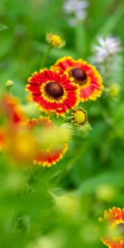 HELENIUM Autumnale 'Fuego' (Mariachi Series) PBR