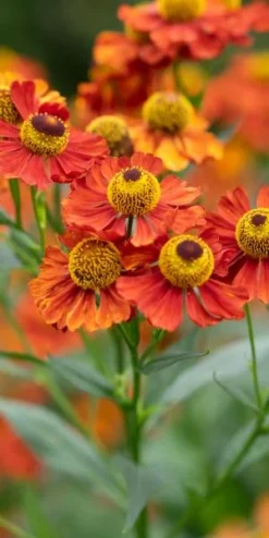 HELENIUM 'Baudirektor Linne' -Garden Grace Store helenium baudirektor linne 8200624