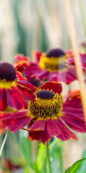 HELENIUM 'Dauerbrenner' 4 HELENIUM 'Dauerbrenner' - Image 2