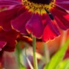 HELENIUM 'Dauerbrenner' -Garden Grace Store helenium dauerbrenner 8150038