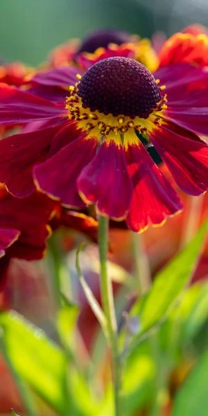 HELENIUM 'Dauerbrenner' 3 HELENIUM 'Dauerbrenner'