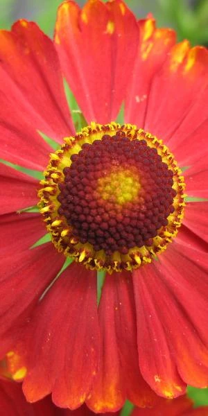HELENIUM 'Mahagoni' 3 HELENIUM 'Mahagoni'