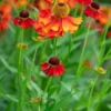 HELENIUM 'Moerheim Beauty' 1 HELENIUM 'Moerheim Beauty' -Garden Grace Store helenium moerheim beauty web 3