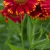 HELENIUM 'Vicky' -Garden Grace Store helenium vick web