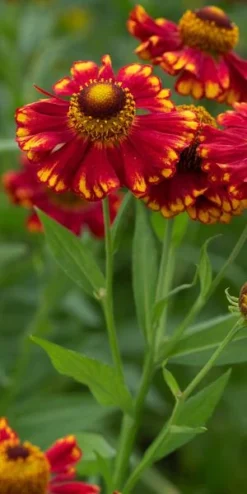 HELENIUM 'Vicky'