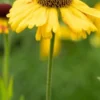HELENIUM 'Wyndley'