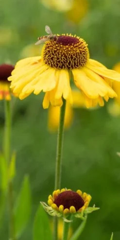 HELENIUM 'Wyndley'