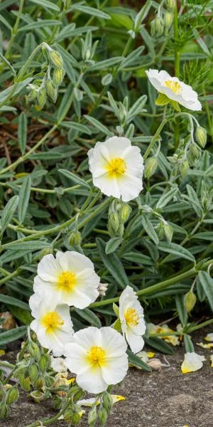 HELIANTHEMUM 'Wisley White' 4 HELIANTHEMUM 'Wisley White' - Image 2