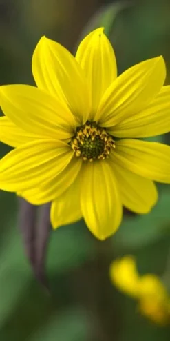 HELIANTHUS Giganteus
