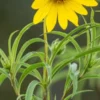 HELIANTHUS Salicifolius -Garden Grace Store helianthus salicifolius 8260863