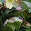 HELLEBORUS Ericsmithii ViV Valeria -Garden Grace Store helleborus ericsmithii viv valeria 270739