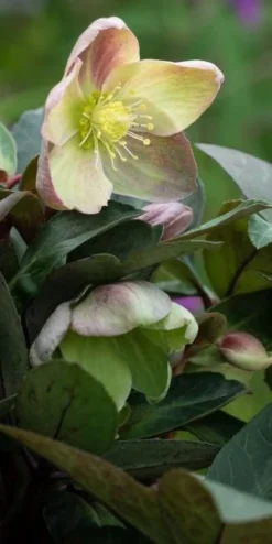 HELLEBORUS Ericsmithii ViV Valeria