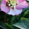 HELLEBORUS Orientalis 'Magic Apricot' (Magic Collection) -Garden Grace Store helleborus magic apricot web