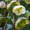 HELLEBORUS (Rodney Davey Marbled Group) Moondance -Garden Grace Store helleborus moondance 3130842 2
