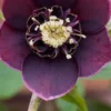 HELLEBORUS Orientalis 'Magic Aubergine' (Magic Collection) -Garden Grace Store helleborus orientalis magic aubergine 1100505