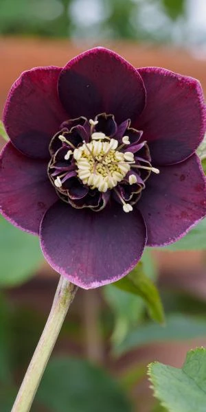 HELLEBORUS Orientalis 'Magic Aubergine' (Magic Collection) 3 HELLEBORUS Orientalis 'Magic Aubergine' (Magic Collection)