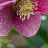 HELLEBORUS Orientalis 'Magic Red' -Garden Grace Store helleborus orientalis red 2050492