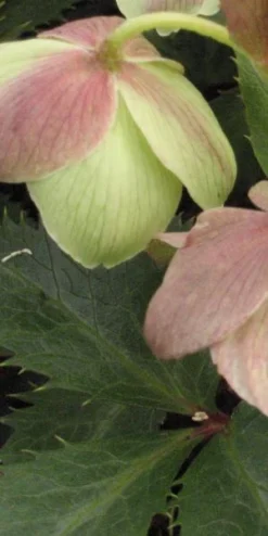 HELLEBORUS X Sternii