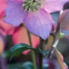 HELLEBORUS Walberton's ® Rosemary PBR (WALHERO) -Garden Grace Store helleborus walbertons rosemary 2