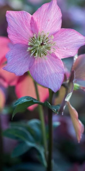 HELLEBORUS Walberton's ® Rosemary PBR (WALHERO) 3 HELLEBORUS Walberton's ® Rosemary PBR (WALHERO)