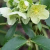 HELLEBORUS Argutifolius -Garden Grace Store hellebourus argutifolius 1130373