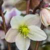 HELLEBORUS X Nigercors 'Emma' PBR 1 HELLEBORUS X Nigercors 'Emma' PBR -Garden Grace Store hellebourus emma 1100351